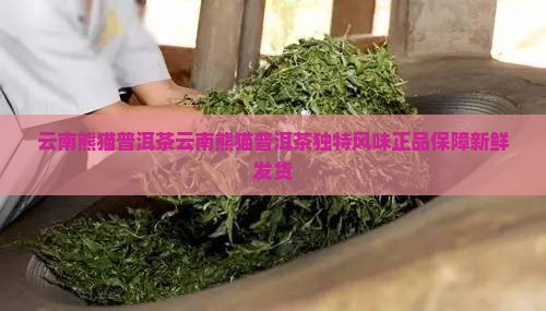 云南熊猫普洱茶