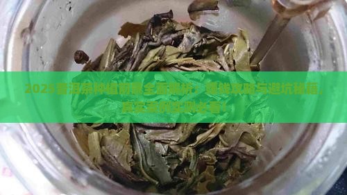 普洱茶种植的前景如何样