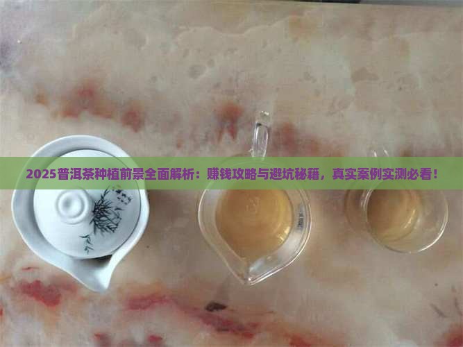 普洱茶种植的前景如何样