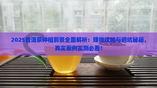普洱茶种植的前景如何样