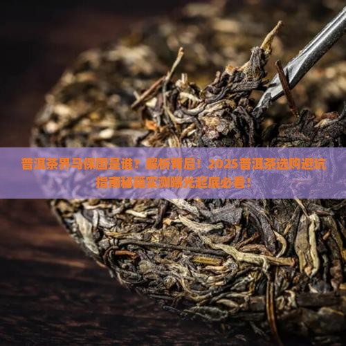 普洱茶界马保国