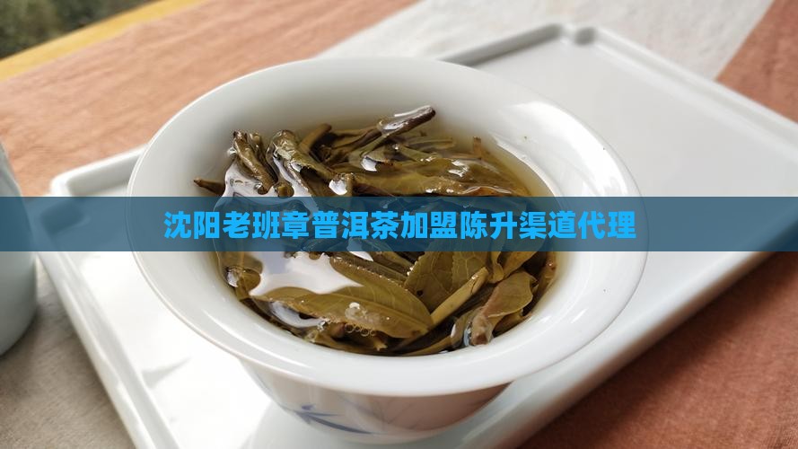 沈阳老班章渠道代理