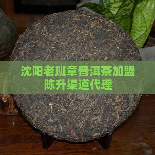 沈阳老班章渠道代理