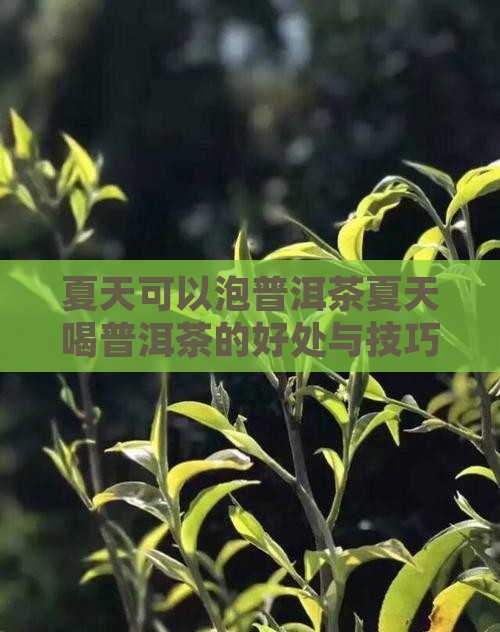 夏天可以泡普洱茶