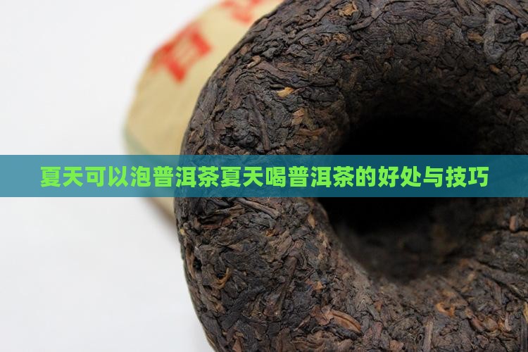 夏天可以泡普洱茶