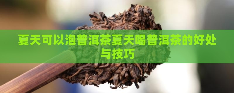 夏天可以泡普洱茶