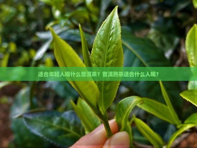 年轻人应该喝普洱茶吗