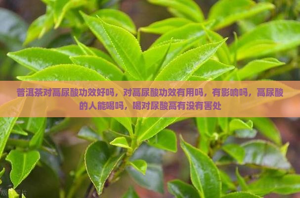普洱茶对高尿酸功效