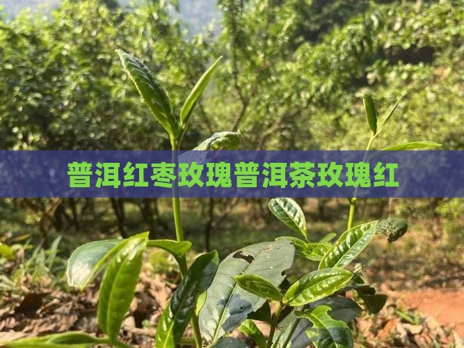 玫瑰红枣普洱茶