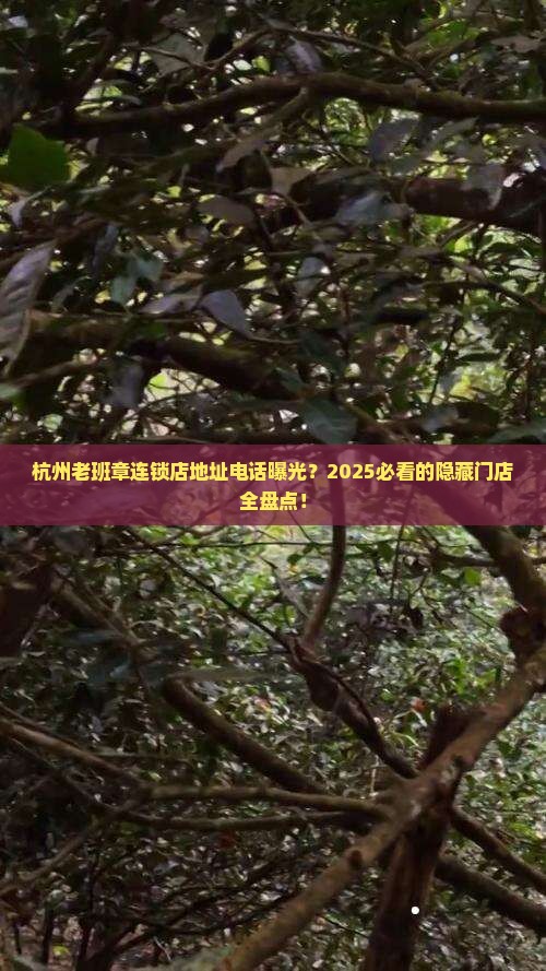杭州老班章连锁店地址电话