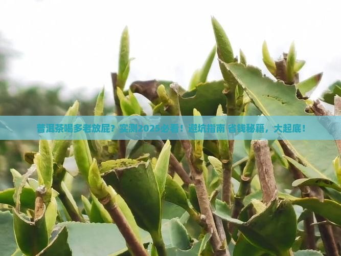 普洱茶喝多老放屁