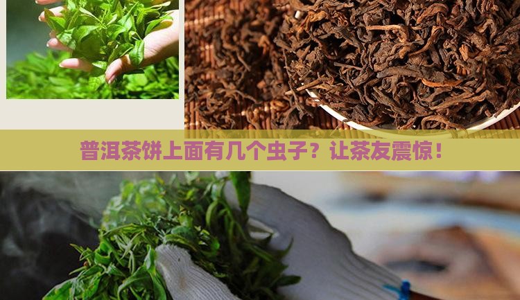普洱茶饼上面有几个虫子