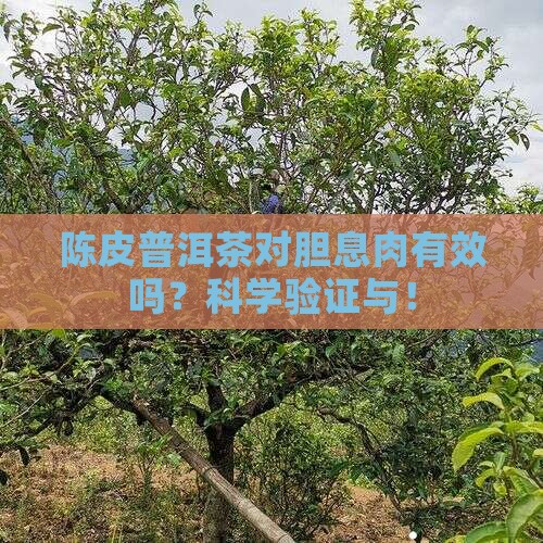 陈皮普洱茶对胆息肉有效吗