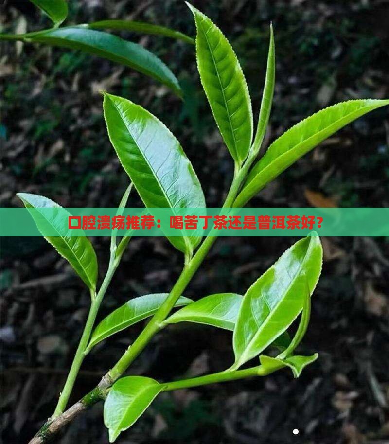 口腔溃疡喝苦丁茶还是普洱茶好
