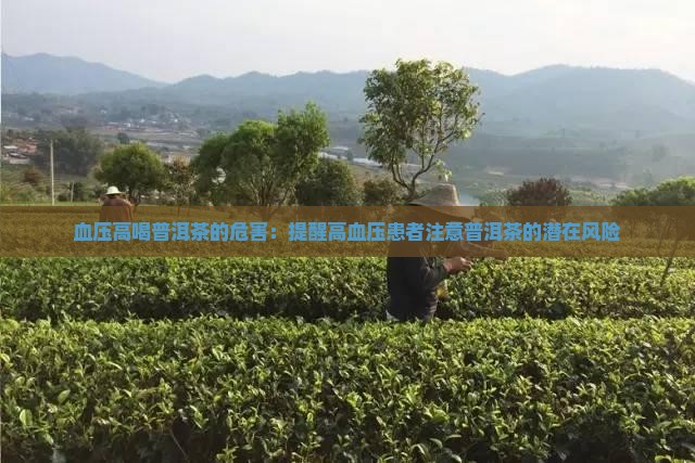 血压高喝普洱茶的危害