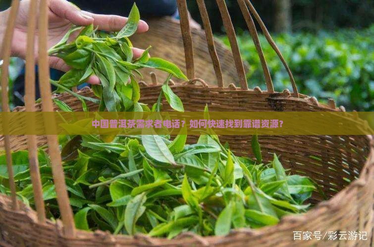 中国普洱茶需求者电话