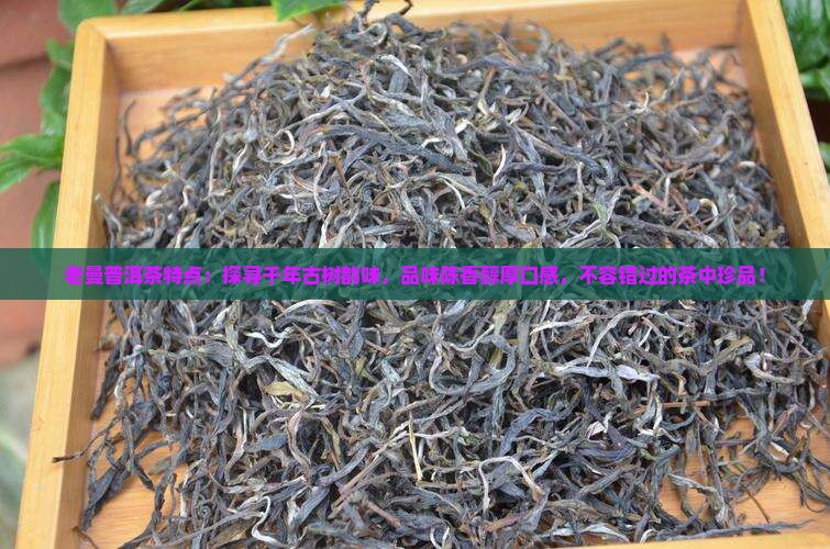老曼普洱茶特点
