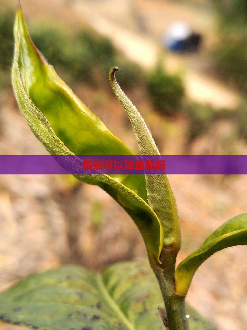 黑茶可以降血脂吗
