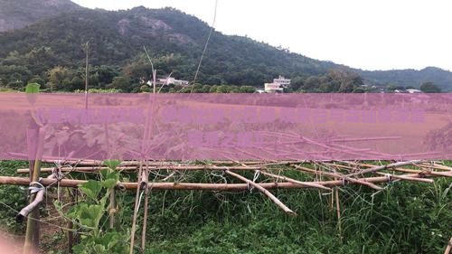 《重庆旅游攻略：伊春出发七日游 观景台与会仙楼深度观景之旅》