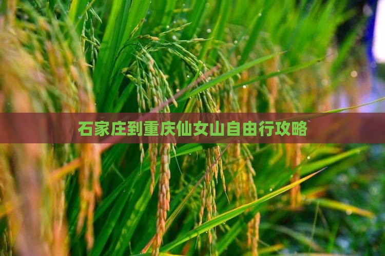 石家庄到重庆仙女山自由行攻略