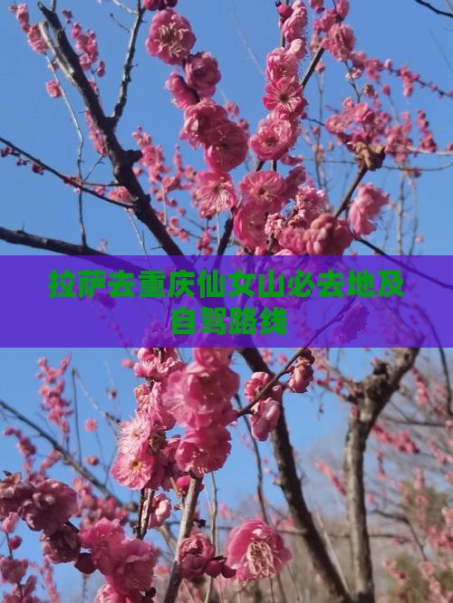 拉萨去重庆仙女山必去地及自驾路线