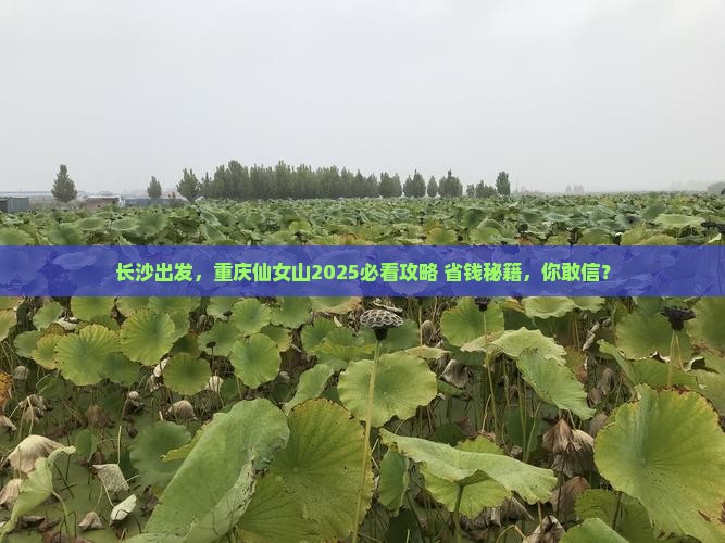 长沙到重庆仙女山景点