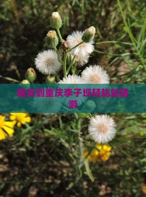 雅安到重庆李子坝轻轨站旅游