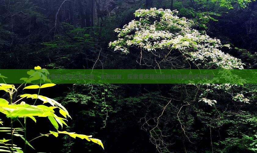 《重庆自由行全攻略：永州出发，探索重庆旅游路线与精选景点推荐》
