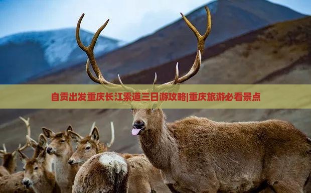 自贡出发重庆长江索道三日游攻略|重庆旅游必看景点
