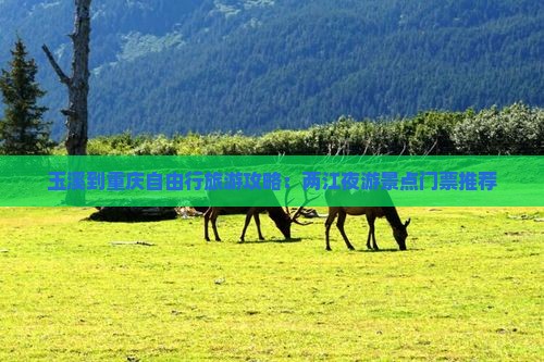 玉溪到重庆自由行旅游攻略：两江夜游景点门票推荐
