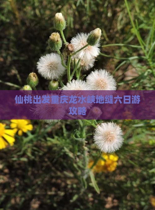 仙桃出发重庆龙水峡地缝六日游攻略