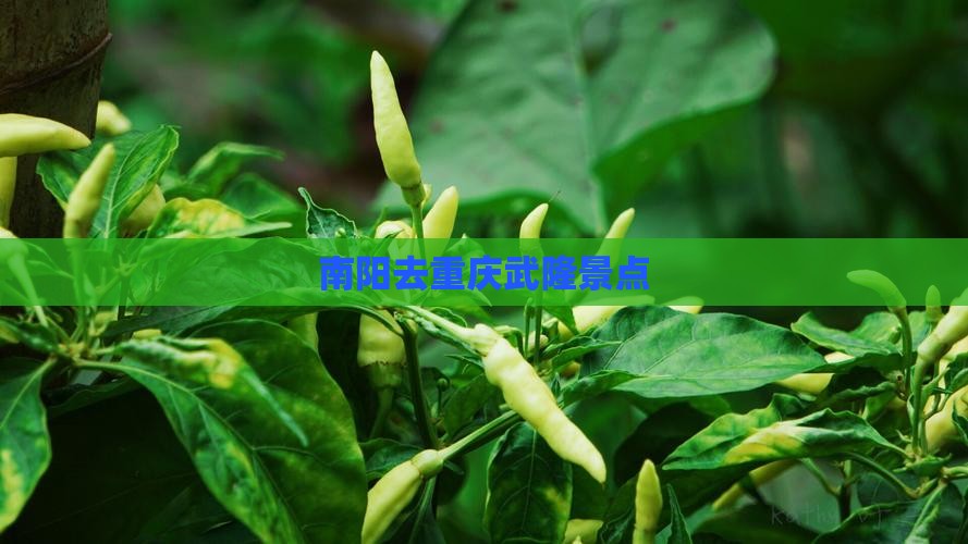 南阳去重庆武隆景点