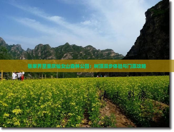 张家界至重庆仙女山森林公园：树顶漫步体验与门票攻略