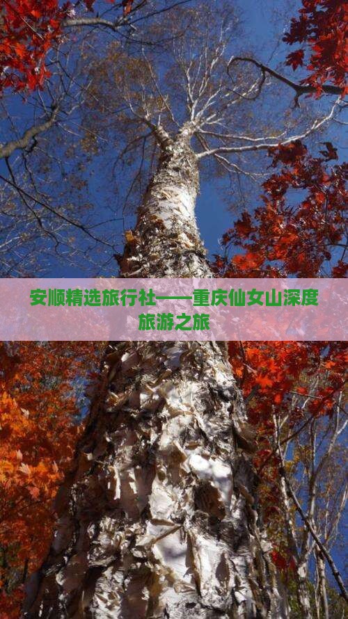 安顺精选旅行社——重庆仙女山深度旅游之旅