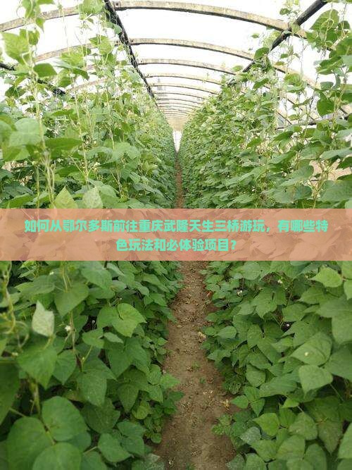 如何从鄂尔多斯前往重庆武隆天生三桥游玩，有哪些特色玩法和必体验项目？
