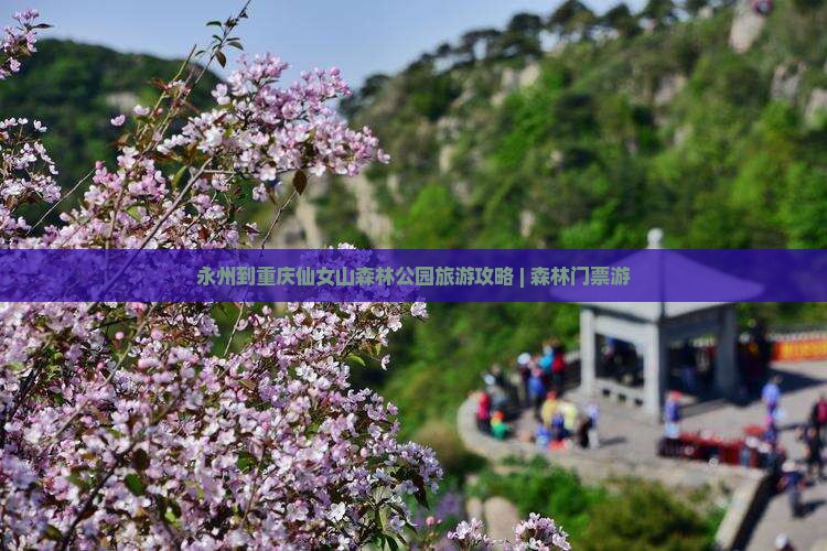 永州到重庆仙女山森林公园旅游攻略 | 森林门票游