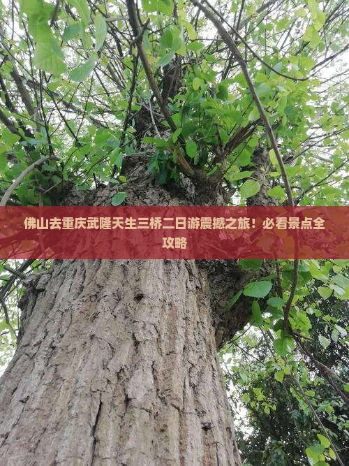 佛山去重庆武隆天生三桥二日游