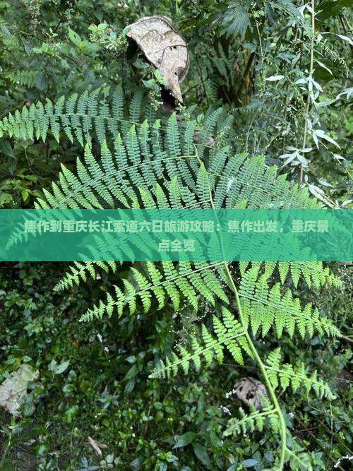 焦作去重庆长江索道六日游