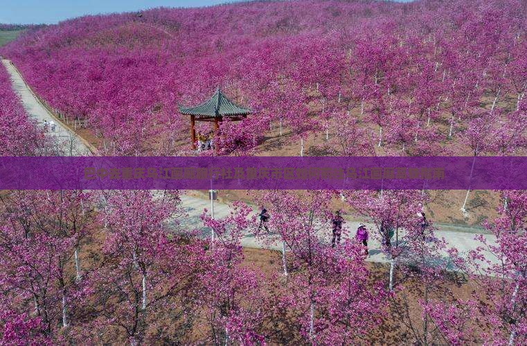 巴中去重庆乌江画廊旅行社及重庆市区如何前往乌江画廊高铁指南