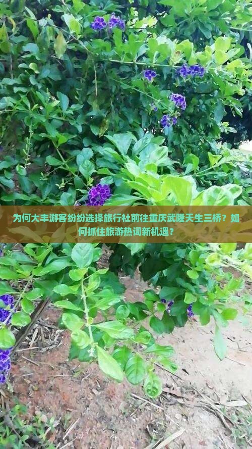 为何大丰游客纷纷选择旅行社前往重庆武隆天生三桥？如何抓住旅游热词新机遇？