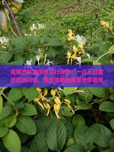 昆明出发重庆自由行攻略：一次五日重庆旅游行程，张家界精选路犀带你看看重庆两江夜游旅游景点全信息！