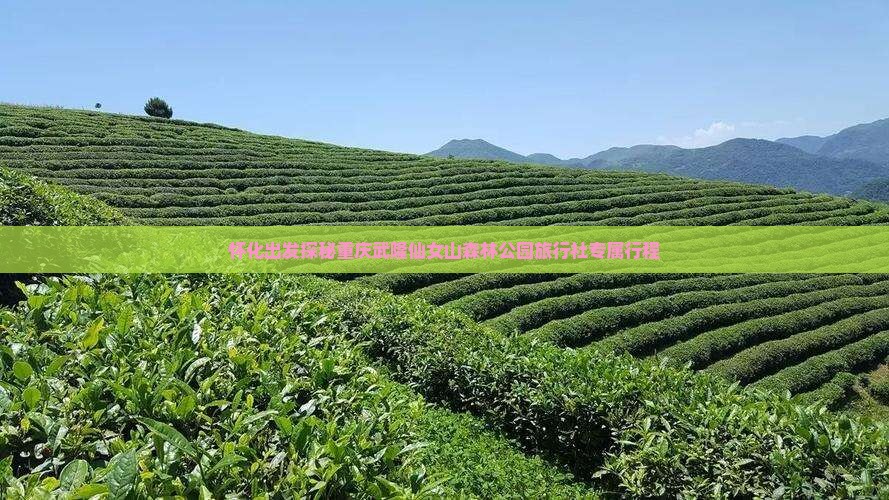 怀化出发探秘重庆武隆仙女山森林公园旅行社专属行程