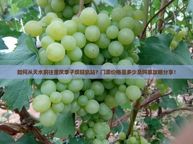 如何从天水前往重庆李子坝轻轨站？门票价格是多少及购票攻略分享！