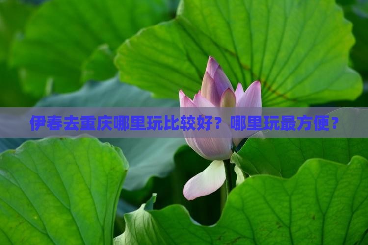 伊春去重庆哪里玩比较好？哪里玩最方便？