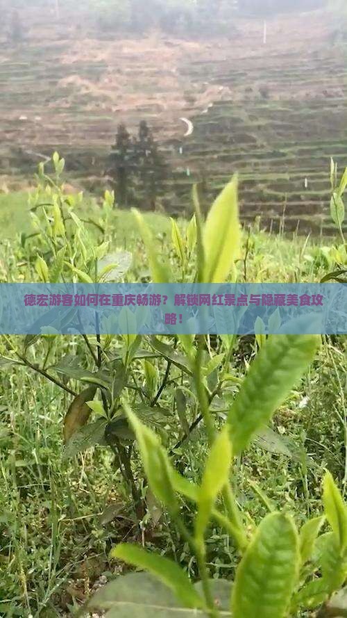 德宏游客如何在重庆畅游？解锁网红景点与隐藏美食攻略！