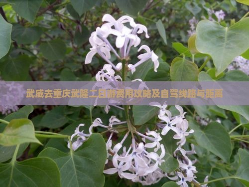 武威去重庆武隆二日游费用攻略及自驾线路与距离