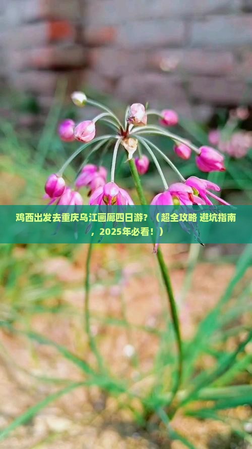鸡西到重庆乌江画廊四日游