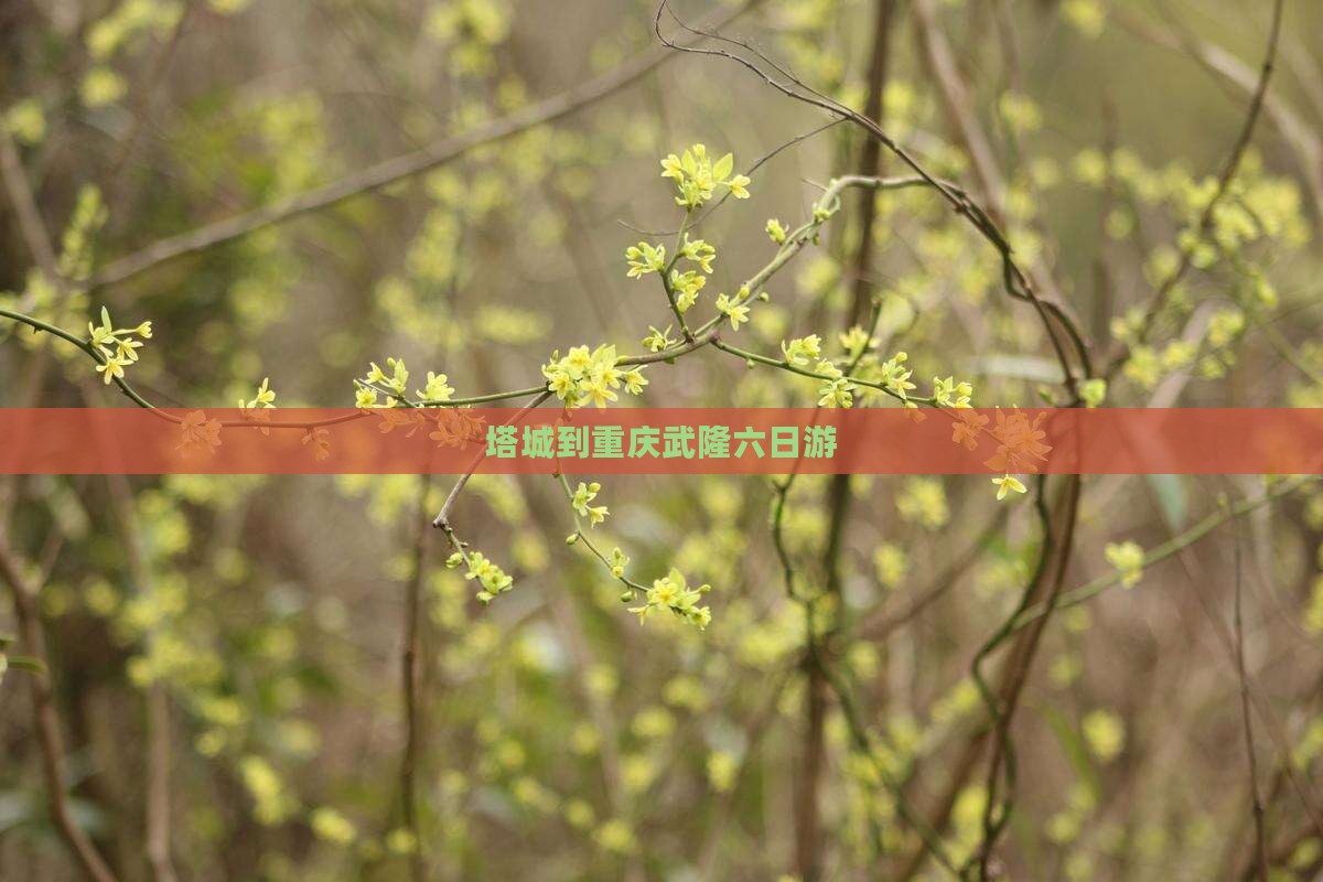 塔城到重庆武隆六日游