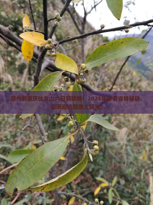 湖州到重庆仙女山六日游