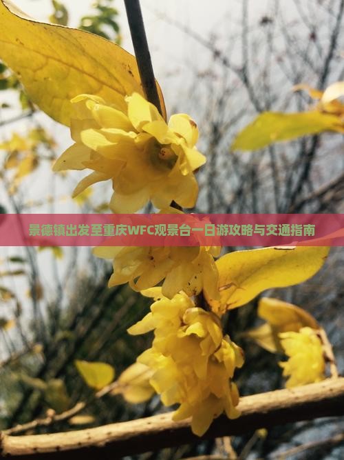 景德镇出发至重庆WFC观景台一日游攻略与交通指南